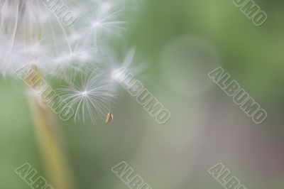 dandelion