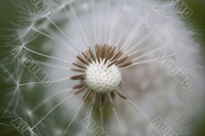 dandelion