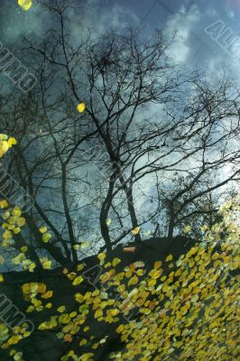 Reflections of an autumn