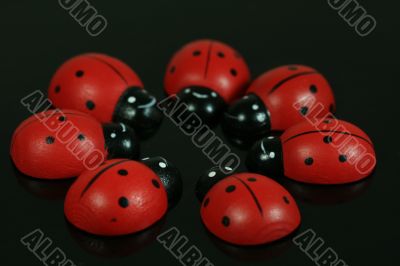 Ladybirds in Circle