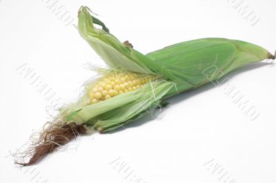 fresh ear of corn