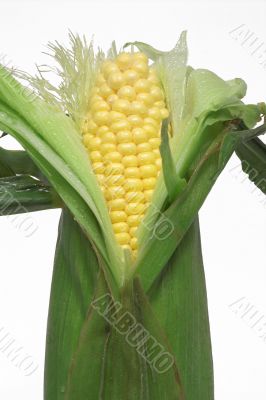 fresh ear of corn