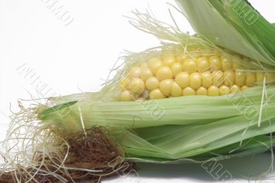 fresh ear of corn