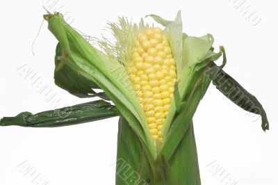 fresh ear of corn