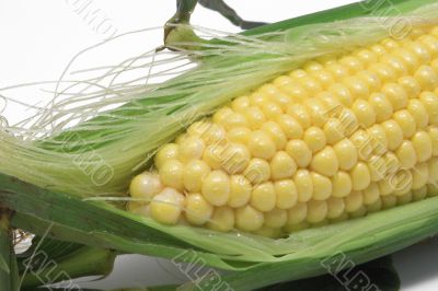 fresh ear of corn