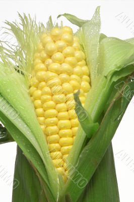 fresh ear of corn
