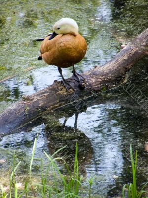 Duck, reflection, water