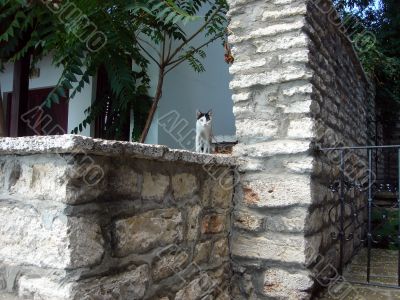 Stone wall, cat