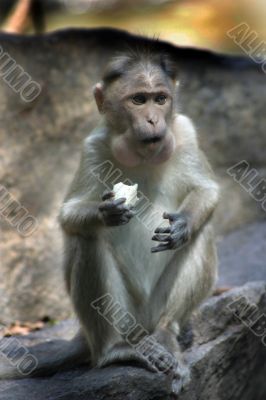 The monkey