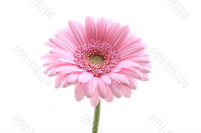 lovely pink gerbera isolated on white