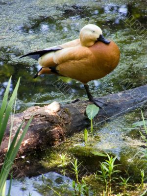 Duck, water