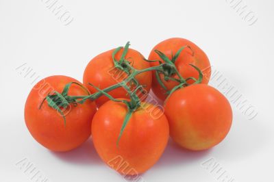 tomatoes
