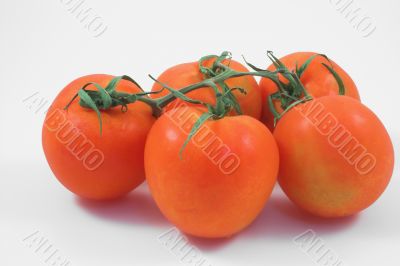 tomatoes