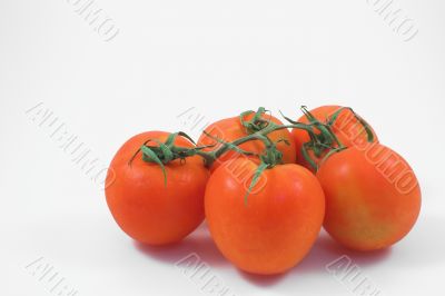 tomatoes