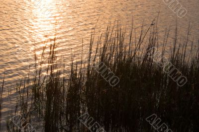 marsh grass at sunrise