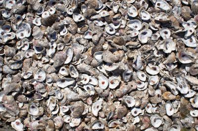 oyster shells