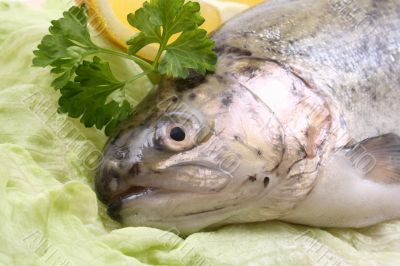 rainbow trout