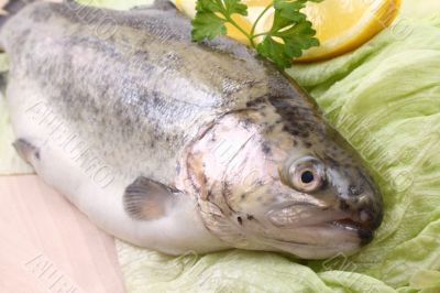 rainbow trout
