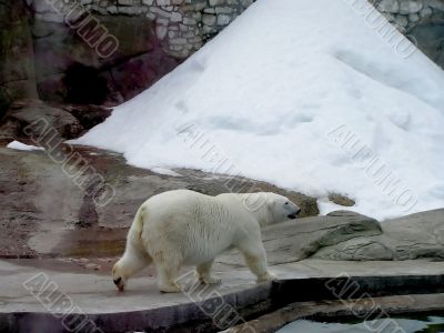 Polar bear in a zoo