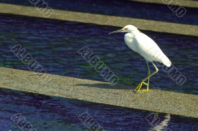 Heron inside the fountain