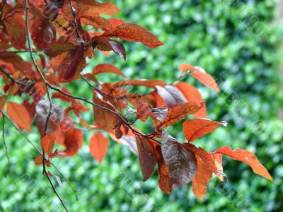 Branch of a tree with red leaves