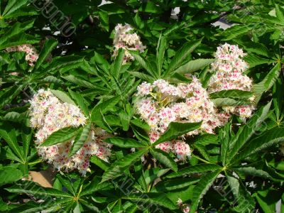 Blossoming tree of a chestnut