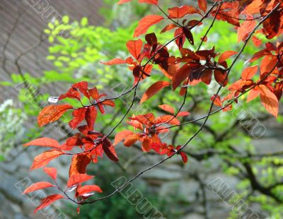 Branch of a tree with red leaves