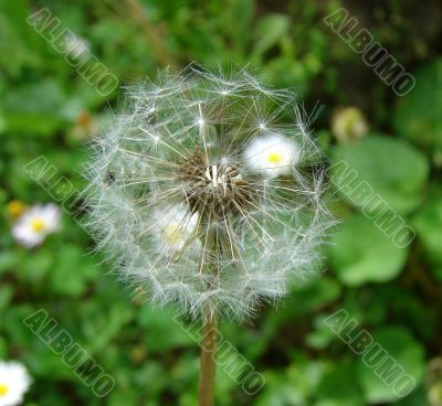 Dandelion