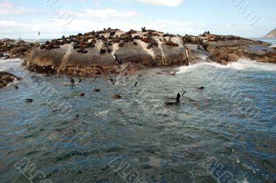 Large Group Of Animals