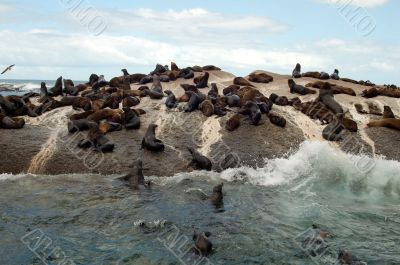 Large Group Of Animals