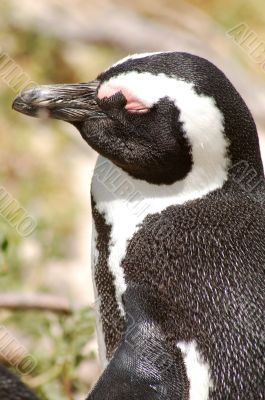 African Penguins