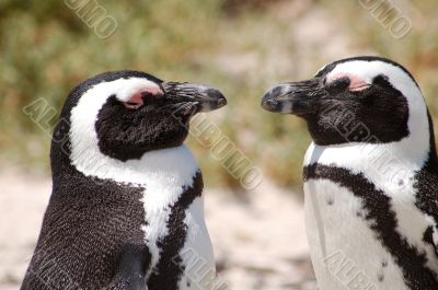 Penguins