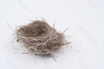 birds nest
