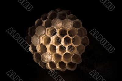 Wasp`s Nest