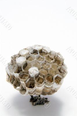 Wasp`s Nest