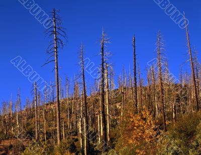 MN0019BurnedHillside MN0019BurnedHillside