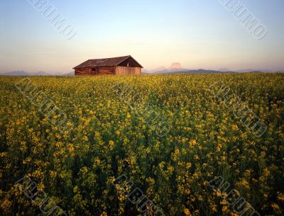 MN0020CanolaBarn MN0020CanolaBarn