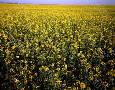 MN0021CanolaField MN0021CanolaField