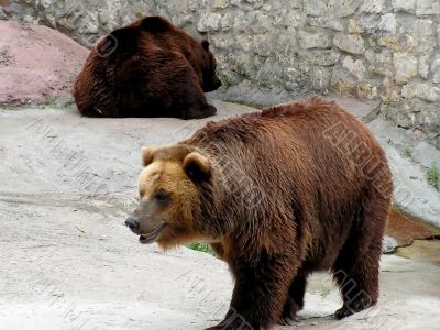 Brown bear in a zoo