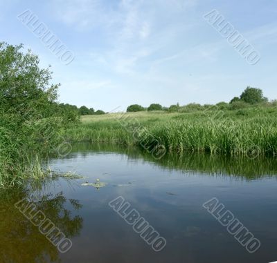 Bright green shore