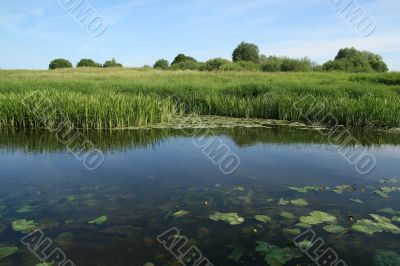 Bright green shore