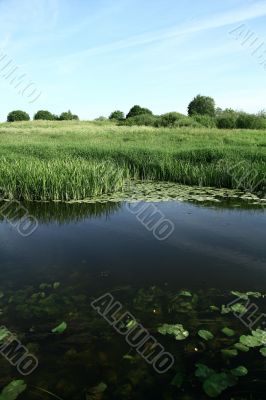 Bright green shore