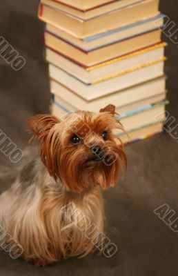 Yorkshire terrier