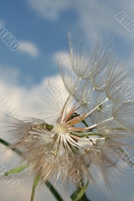 Dandelion and wind