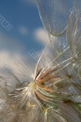 Dandelion and wind