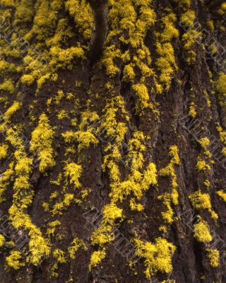 Douglas Fur & Lichen Douglas Fur & Lichen