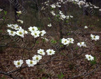 East Texas Dogwood East Texas Dogwood