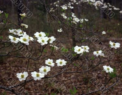 East Texas Dogwood