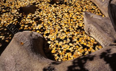 Floating Leaves Floating Leaves