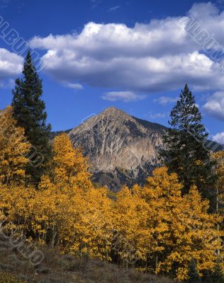 Gunnison Aspens